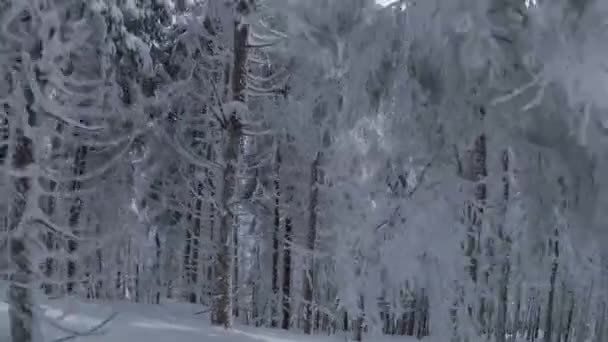 Flygfoto över en fantastisk vinter bergslandskap närbild. Smidig flygning mellan snötäckta träd. Inspelning på FPV-drönare. — Stockvideo