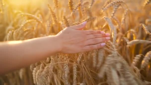 La mano femenina toca las espigas maduras de trigo en los rayos del sol poniente. Movimiento lento — Vídeo de stock