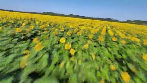 Légi kilátás napraforgómezőre. Gyors repülés a napraforgómező felett. Mezőgazdaság. FPV drónnal filmezve — Stock videók