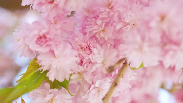 Çiçek açan Japon kirazı ya da sakura rüzgarda sallanıyor açık bir gökyüzünün arka planında — Stok video