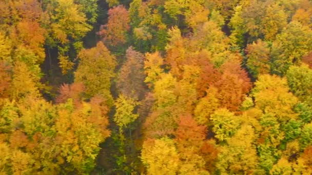 Vista da altura em uma floresta de outono amarelo brilhante — Vídeo de Stock