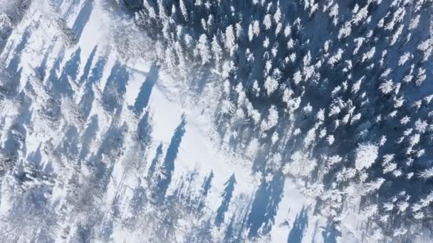 Vista superior de un fabuloso bosque de invierno en claro día soleado. Ucrania, Montañas Cárpatos — Vídeo de stock