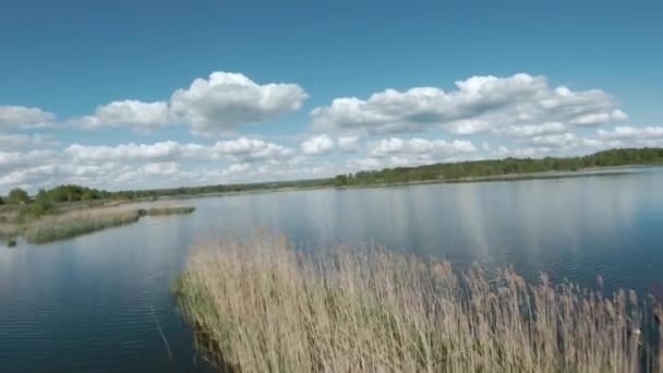 Voo rápido e manobrável sobre o lago com juncos. Filmado em drone FPV — Vídeo de Stock