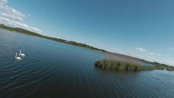Быстрый и подвижный перелет над озером с парой белых лебедей. Съемки на беспилотнике FPV — стоковое видео
