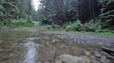 Yoğun bir ormanın içinde, suya yakın bir dağ nehrinin üzerinden yumuşak bir uçuş. Mistik dağ manzarası. FPV insansız hava aracı ile çekildi.