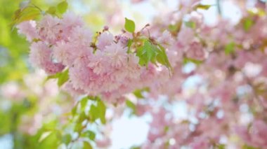 Çiçek açan Japon kirazı ya da sakura rüzgarda sallanıyor açık bir gökyüzünün arka planında