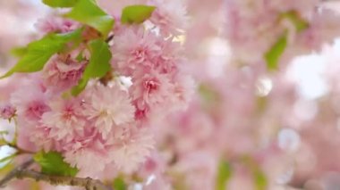 Çiçek açan Japon kirazı ya da sakura rüzgarda sallanıyor açık bir gökyüzünün arka planında
