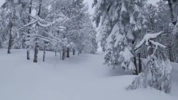 Vista aérea de un fabuloso paisaje de montaña de invierno de cerca durante las nevadas. Vuelo suave entre árboles cubiertos de nieve. Ucrania, Montañas Cárpatas. Filmado en FPV drone. — Vídeos de Stock