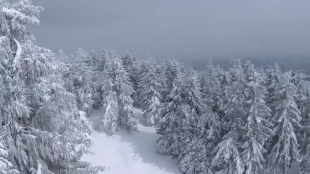 Légi kilátás egy mesés téli hegyi táj közelről. Sima repülés a havas fák között. Ukrajna, Kárpátok. FPV drónnal filmezve. — Stock videók