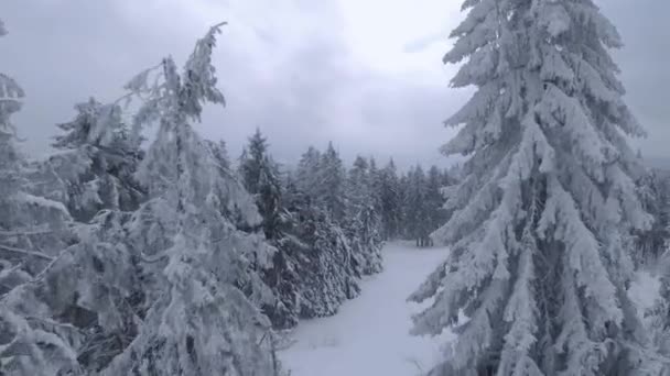 Luchtfoto van een prachtig winterlandschap van dichtbij tijdens de sneeuwval. Soepele vlucht tussen besneeuwde bomen. Oekraïne, Karpaten. Gefilmd op FPV drone. — Stockvideo