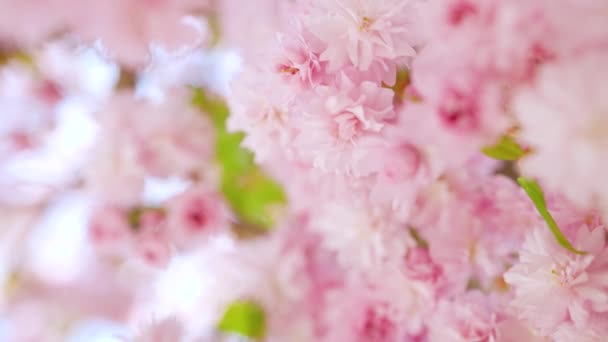 Çiçek açan Japon kirazı ya da sakura rüzgarda sallanıyor açık bir gökyüzünün arka planında — Stok video