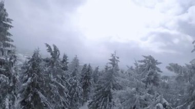Muhteşem bir kış dağ manzarasının havadan görünüşü. Karla kaplı ağaçlar arasında pürüzsüz bir uçuş. Ukrayna, Karpat Dağları. FPV insansız hava aracı ile çekildi.