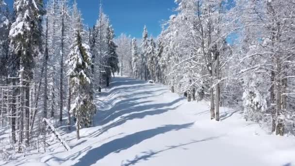 素晴らしい冬の森の中の道を飛んでいます。ウクライナ、カルパチア山脈 — ストック動画