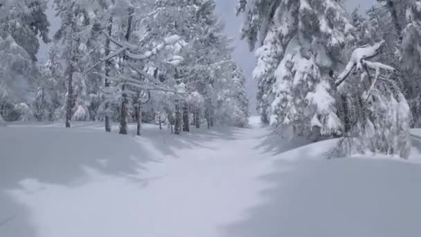 Vista aérea de un fabuloso paisaje de montaña de invierno de cerca. Vuelo suave entre árboles cubiertos de nieve. Ucrania, Montañas Cárpatas. Filmado en FPV drone. — Vídeos de Stock