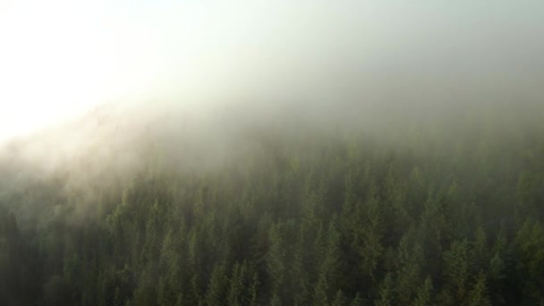 在布满针叶林的山上飞行。日落时分，雾从山坡上升起 — 图库视频影像