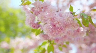 Çiçek açan Japon kirazı ya da sakura rüzgarda sallanıyor açık bir gökyüzünün arka planında