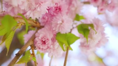 Çiçek açan Japon kirazı ya da sakura rüzgarda sallanıyor açık bir gökyüzünün arka planında