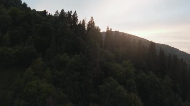 Mystical mountain landscape. Flying over the mountains in the fog, among the huge firs. Sunset light streaming through the mist. Ukraine, Carpathian Mountains — Stock Video