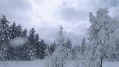Kar yağışı sırasında muhteşem bir kış manzarasının havadan görüntüsü. Karla kaplı ağaçlar arasında pürüzsüz bir uçuş. Ukrayna, Karpat Dağları. FPV insansız hava aracı ile çekildi.