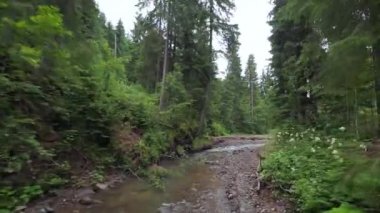Yoğun bir ormanın içinde, suya yakın bir dağ nehrinin üzerinden pürüzsüz, hızlı bir uçuş. Mistik dağ manzarası. FPV insansız hava aracı ile çekildi.