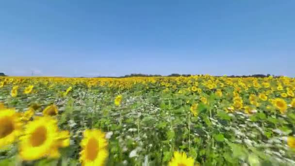 Luftaufnahme des Sonnenblumenfeldes. Schneller Flug über das Sonnenblumenfeld. Landwirtschaft. Auf FPV-Drohne gefilmt — Stockvideo