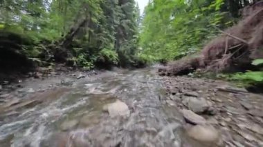 Yoğun bir ormanın içinde, suya yakın bir dağ nehrinin üzerinden pürüzsüz, hızlı bir uçuş. Mistik dağ manzarası. FPV insansız hava aracı ile çekildi.