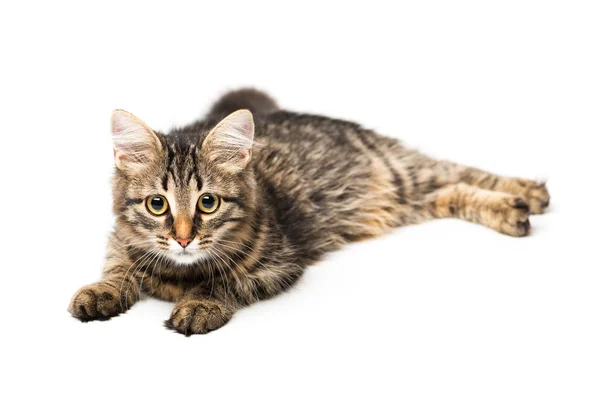 Lindo gatito con aislado en blanco — Foto de Stock