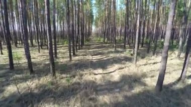 Uçuş iğne yapraklı orman vurdu anteni