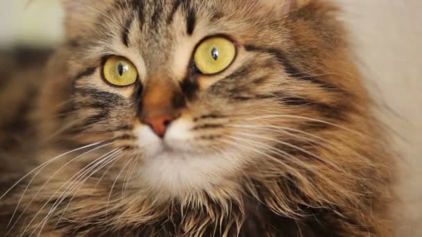 Carino gatto domestico tabby — Video Stock