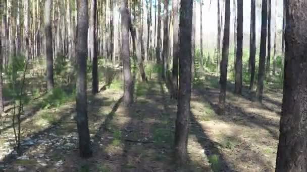 Vol de tir aérien le long de la forêt verte 