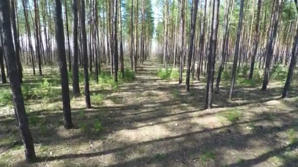 Vol de tir aérien le long de la forêt verte 