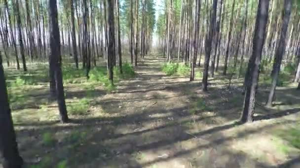 Vol de tir aérien le long de la forêt verte — Video