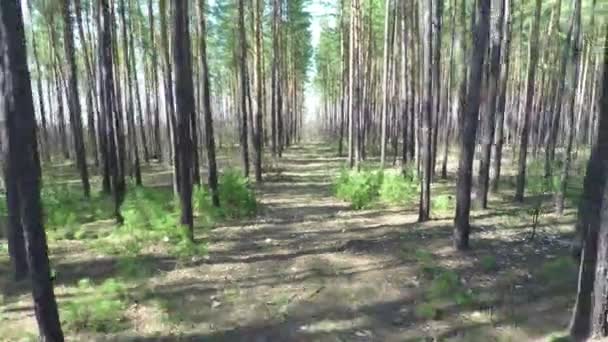 Vol aérien le long de la forêt de conifères 