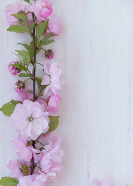 Flores rosadas en primer plano con rama en madera blanca —  Fotos de Stock