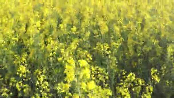 Survoler le champ cultivé de colza — Video