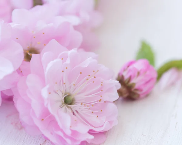 Ahşap arka plan üzerinde pembe çiçekler yakın çekim — Stok fotoğraf