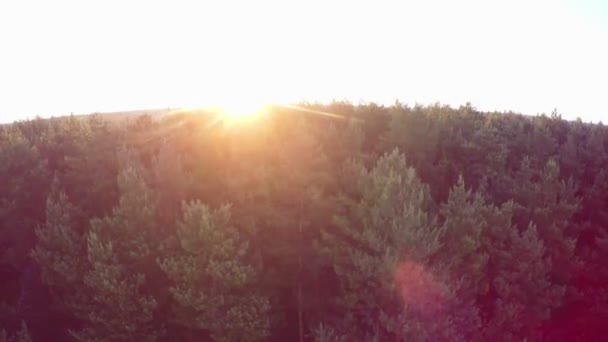 Vuelo sobre el verde bosque de coníferas al amanecer — Vídeo de stock