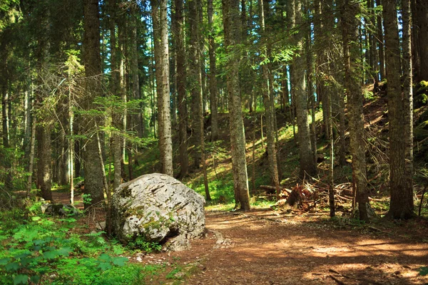 El pintoresco bosque de pinos en el parque nacional Durmitor, Monte —  Fotos de Stock