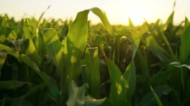 Parlak güneş ışığının sıcacık parıltısıyla yıkanan canlı mısır bitkilerinin büyüleyici ve büyüleyici manzarası. Hasat mevsimi.