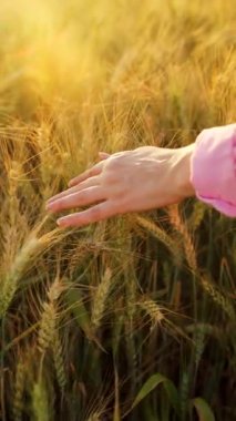 Dişi el, altın buğday dalgasıyla hafifçe fırçalar ve doğanın gerçek özünü ve sükunetini yakalar. Yavaş çekim