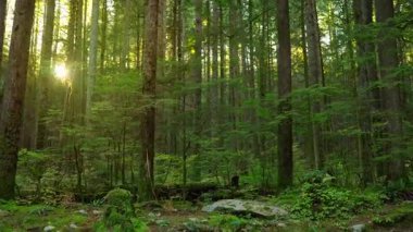 Gün batımında yemyeşil ormanda ilerlemek. Şaşırtıcı Kanada doğası. British Columbia, Kanada. 