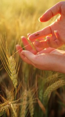 Bir uğur böceği olgun buğday kulaklarının arka planına karşı bir kadının elleri üzerinde sürünür. Buğdayın altın kulakları, doğanın ve sükunetin gerçek özünü yakalıyor. Yavaş çekim