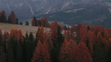 Alpe di Suisi, Dolomitler. Alpine Meadow Dağı Platosu 'nun hava aracı görüntüsü. Güney Tyrol 'daki Seiser Alm Vadisi' nde sabah manzarası. İtalya, Avrupa.