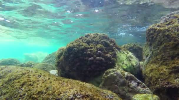 Onderwater landschap — Stockvideo