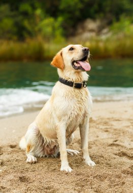 Labrador retriever sahilde oturuyor