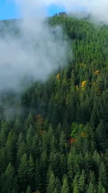Kanada 'da göz kamaştırıcı sonbahar manzarası, British Columbia. Dağ yamaçlarındaki renkli ormanın ve bulutlu gökyüzünün havadan görünüşü. 