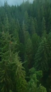 Büyük taşların arasında akan ve yağmurdan sonra kıyılarda ağaçlarla çevrili bir dağ nehrinin üzerinden hızla uçarak. Vancouver, British Columbia, Kanada. POV FPV insansız hava aracı ile filme alındı.