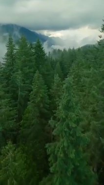 Büyük taşların arasında akan ve yağmurdan sonra kıyılarda ağaçlarla çevrili bir dağ nehri üzerinde hızlı bir uçuş. Mistik sisli manzara. Vancouver, British Columbia, Kanada. POV FPV ile çekildi