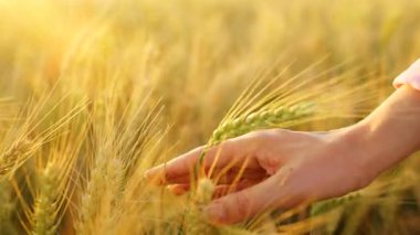 Dişi el, altın buğday dalgasıyla hafifçe fırçalar ve doğanın gerçek özünü ve sükunetini yakalar. Yavaş çekim