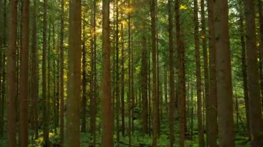 Gün batımında yemyeşil ormanda ilerlemek. Şaşırtıcı Kanada doğası. British Columbia, Kanada. 